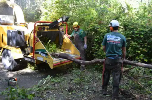 tree services Indian Rocks Beach